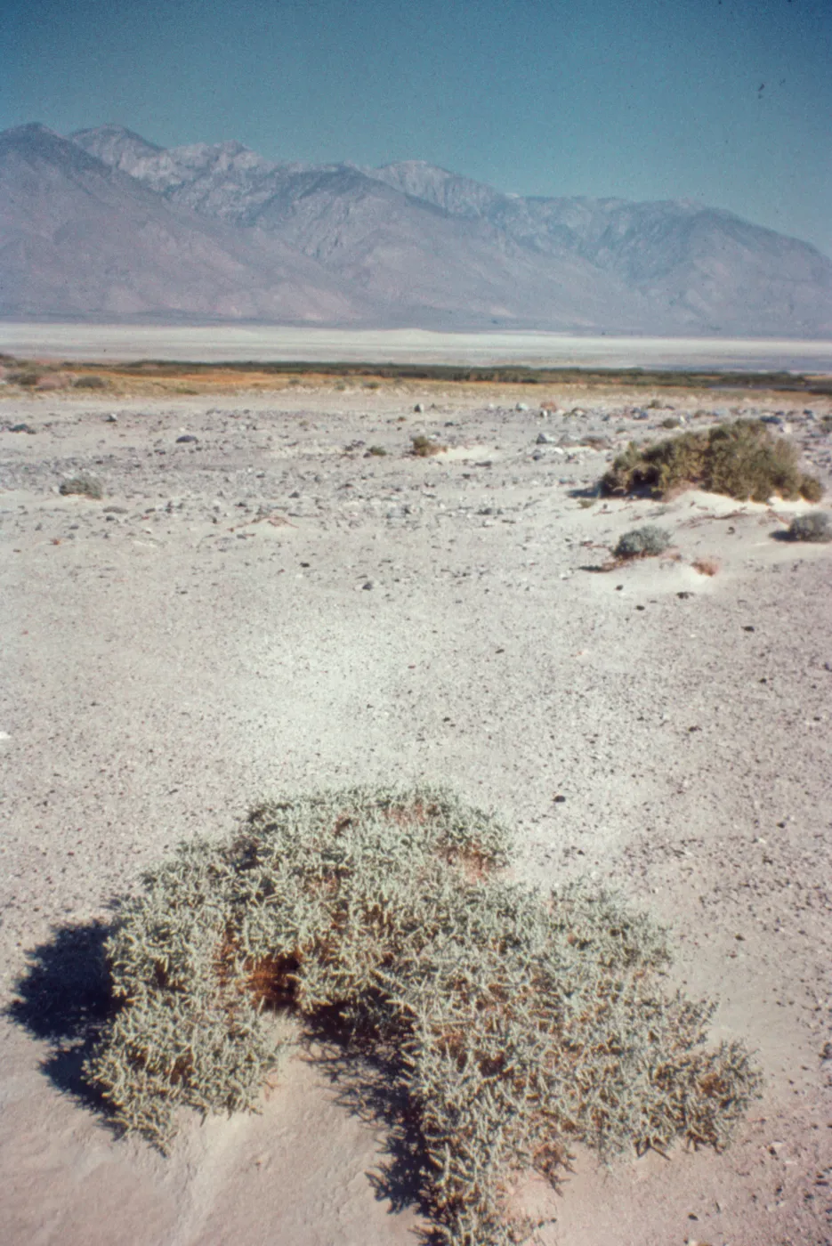 Atriplex parryi, Parry saltbush, Mojave Desert, Owens Valley