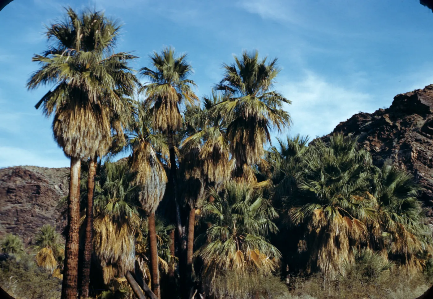 Palm Canyon