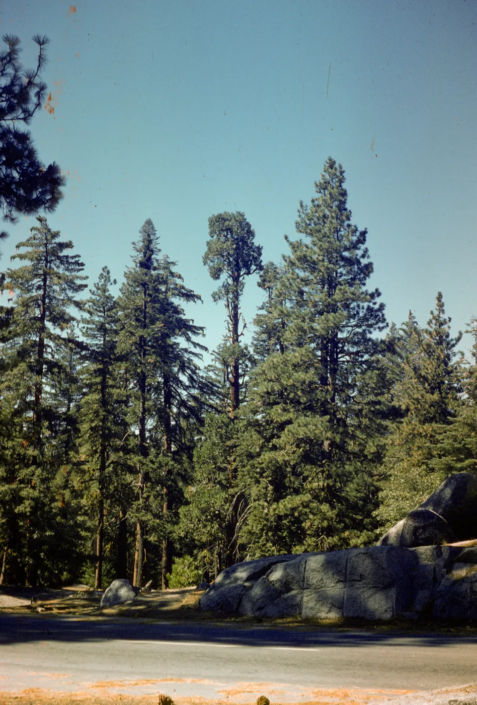 Sugar Pine and Yellow Pine