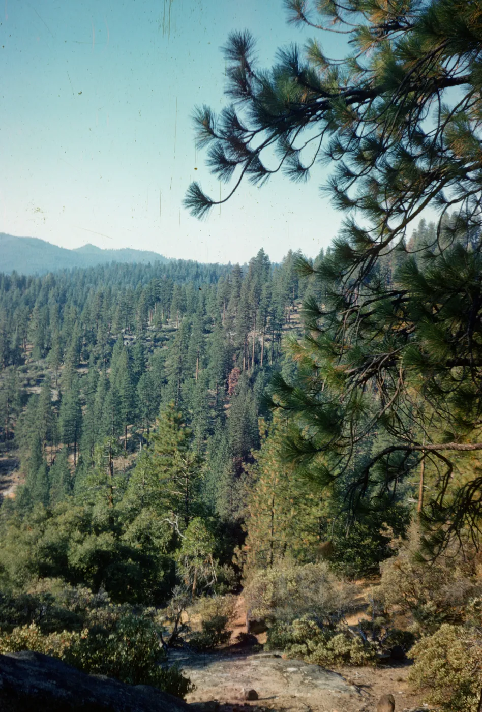 Yellow Pine, Kings River Canyon, Sequoia Park