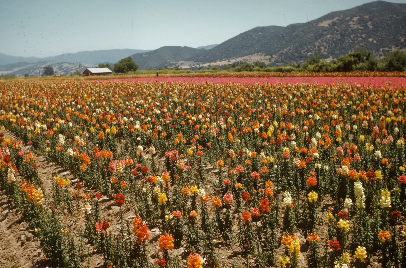 Lompoc flower fields