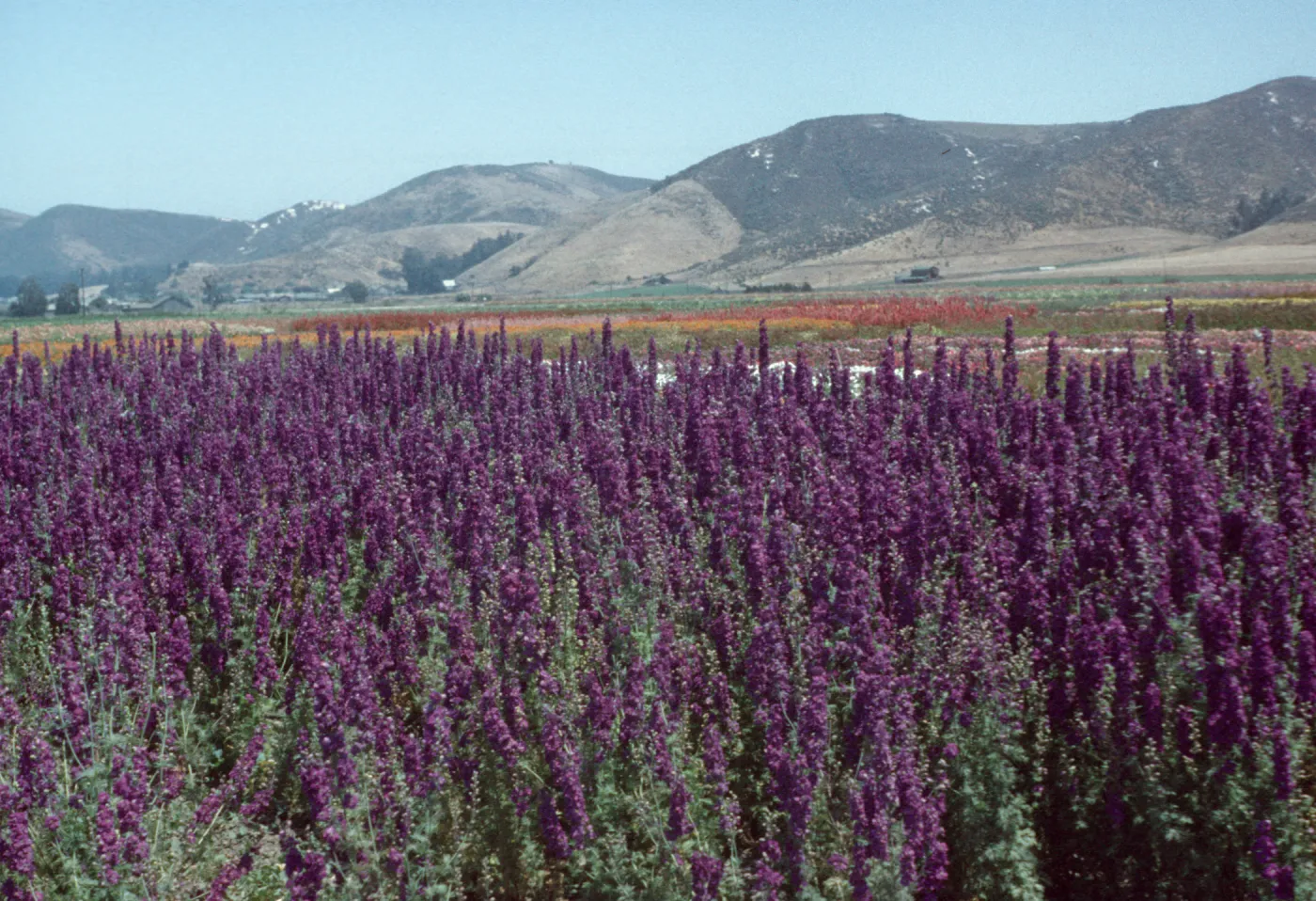 Lompoc flower fields