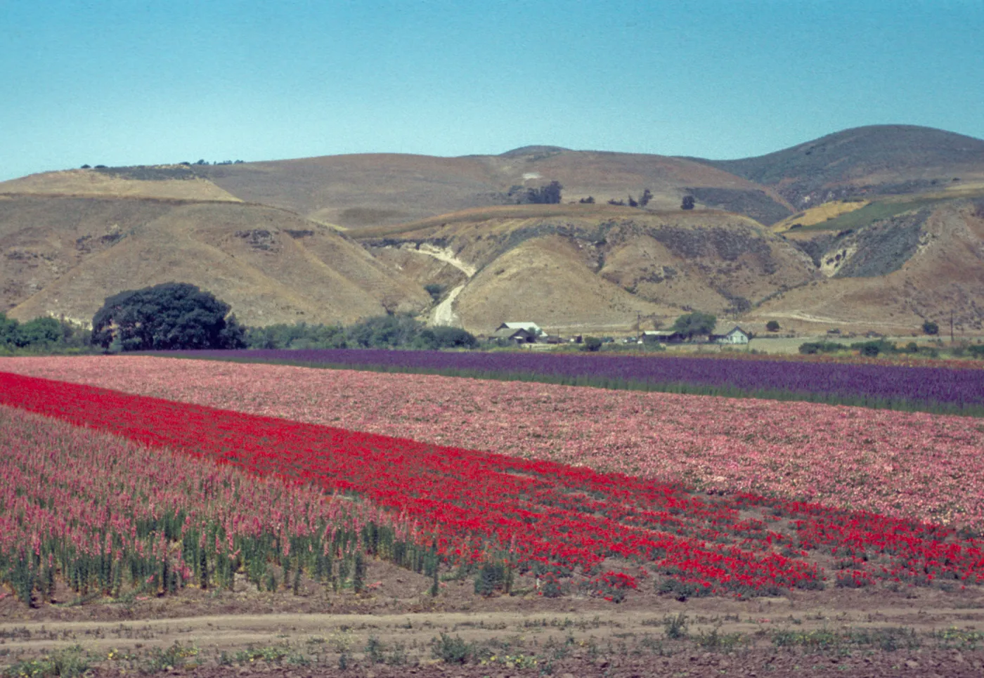Lompoc flower fields
