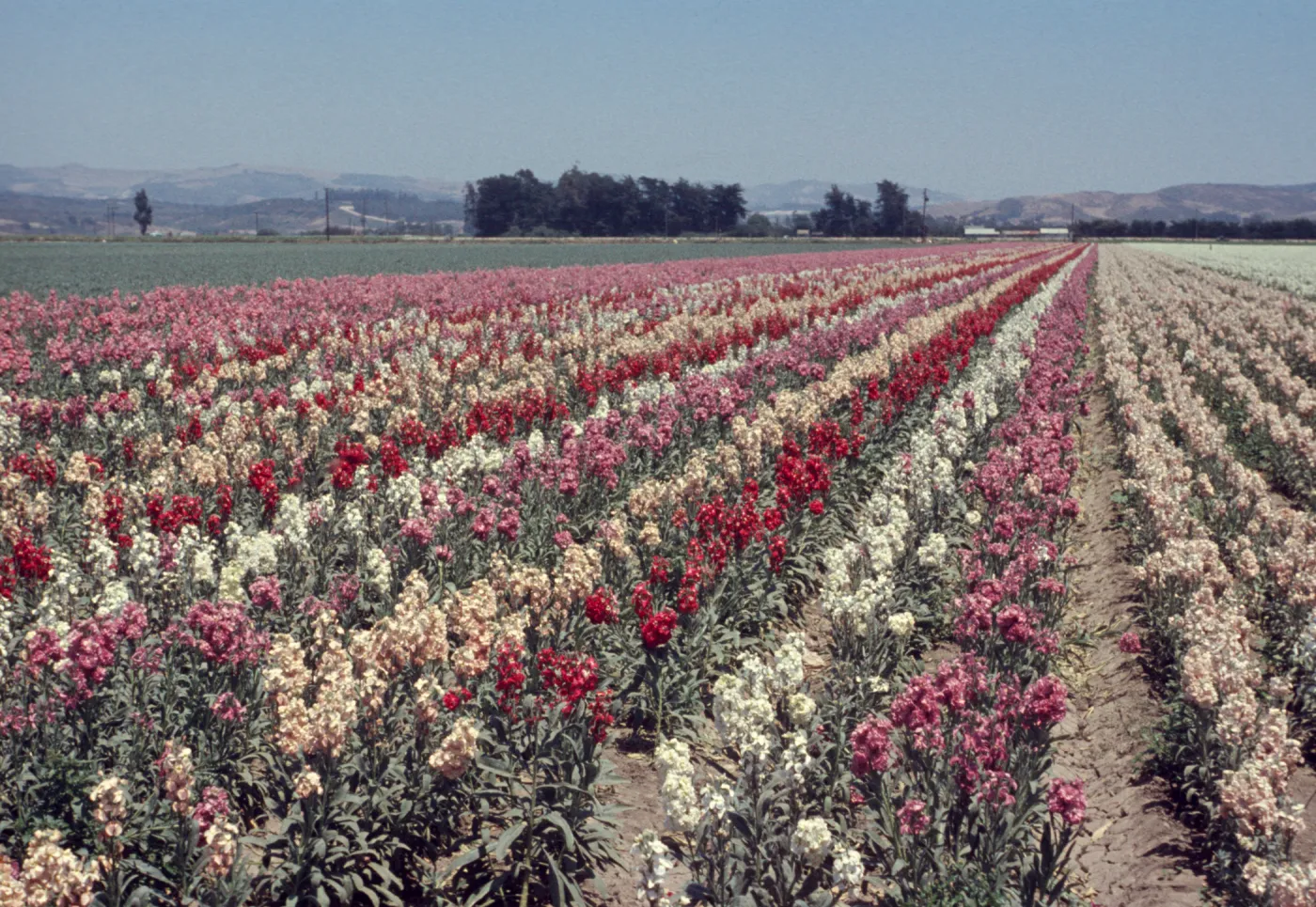 Lompoc flower fields