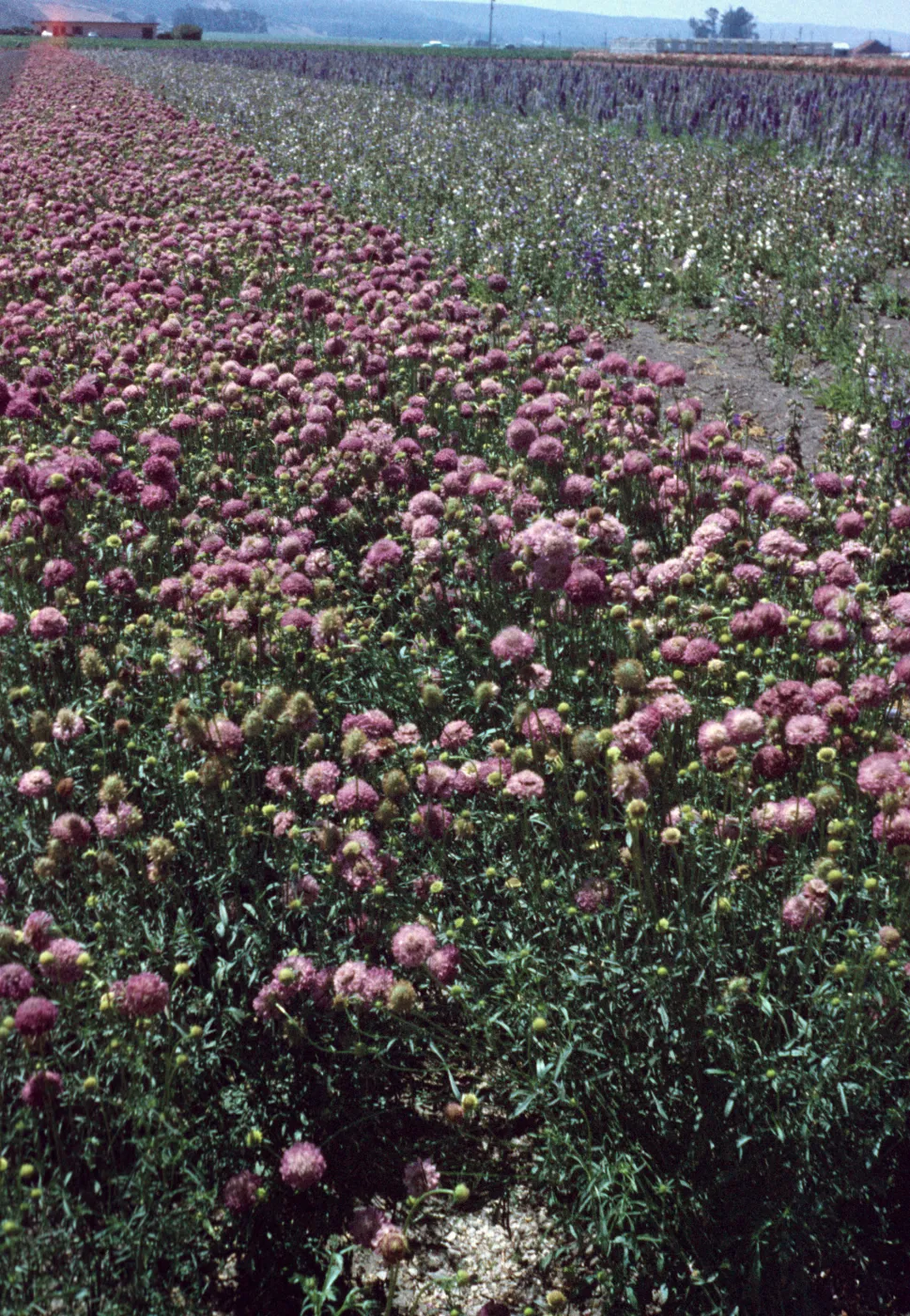 Lompoc flower fields