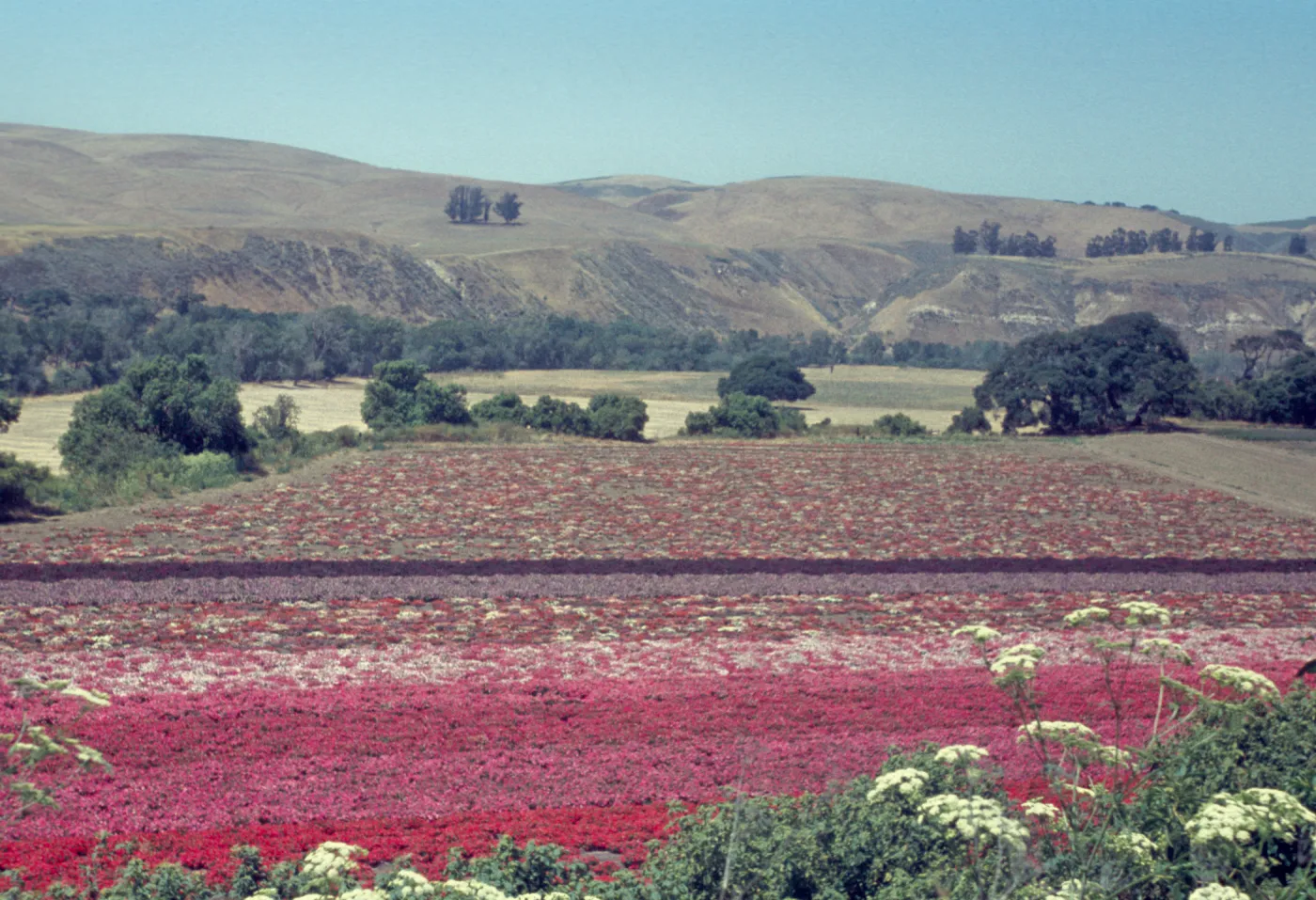 Lompoc flower fields