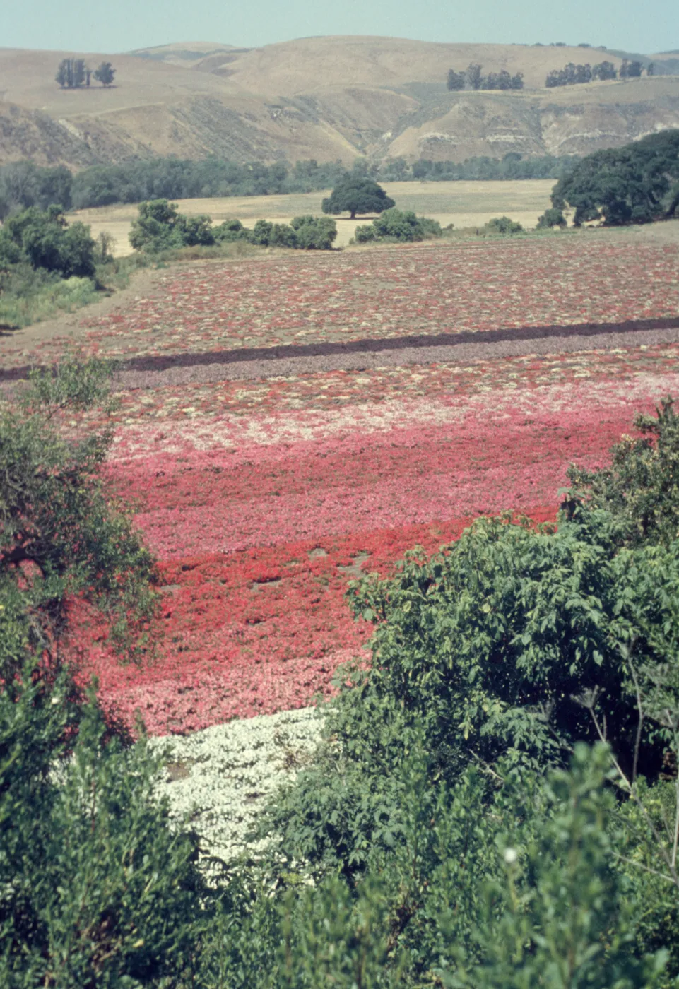 Lompoc flower fields