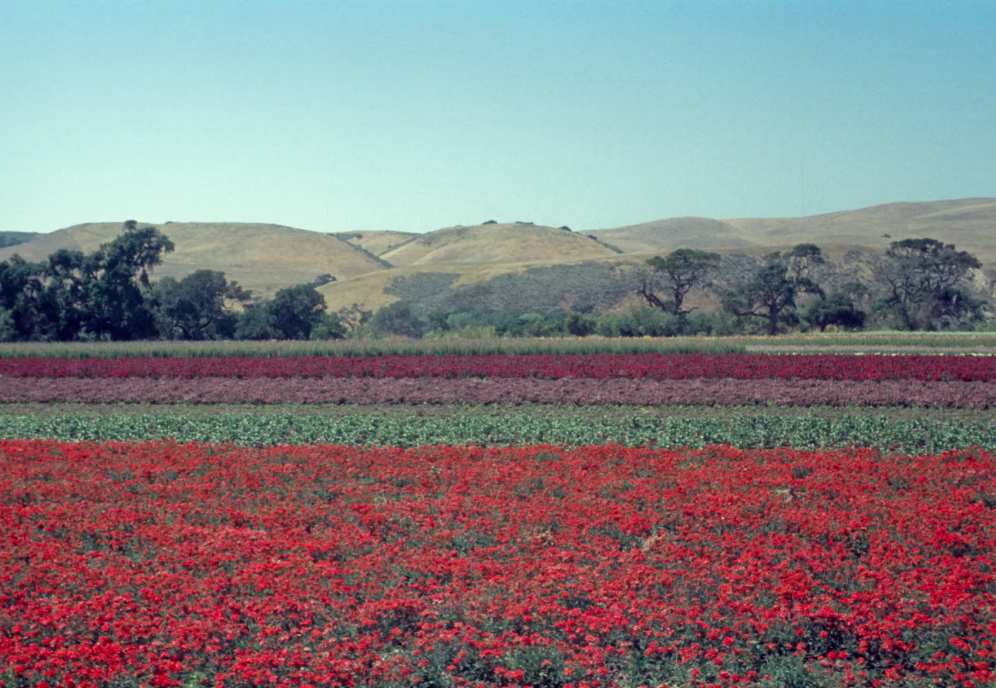 Lompoc flower fields