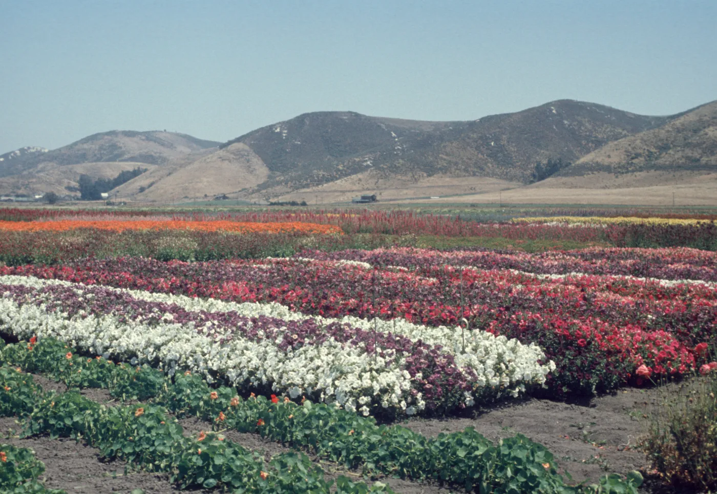 Lompoc flower fields