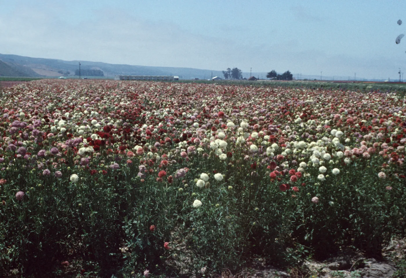 Lompoc flower fields