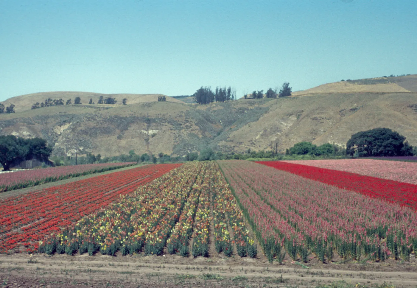 Lompoc flower fields