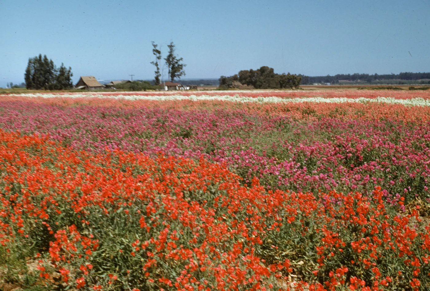 Lompoc flower fields