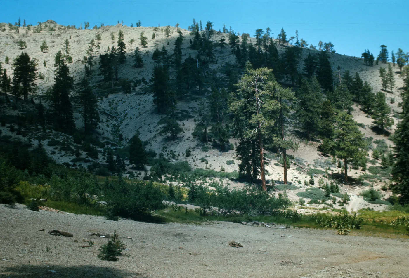 Meadow at Road End, South Yolla Bolly Mountain