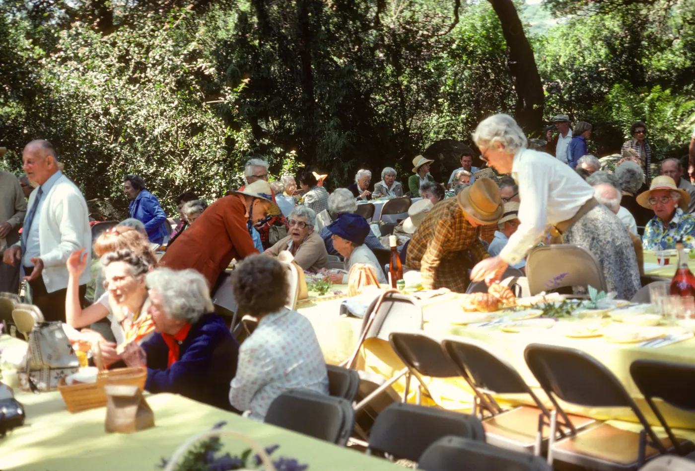 SBBG Members BBQ, 1983, under the oaks