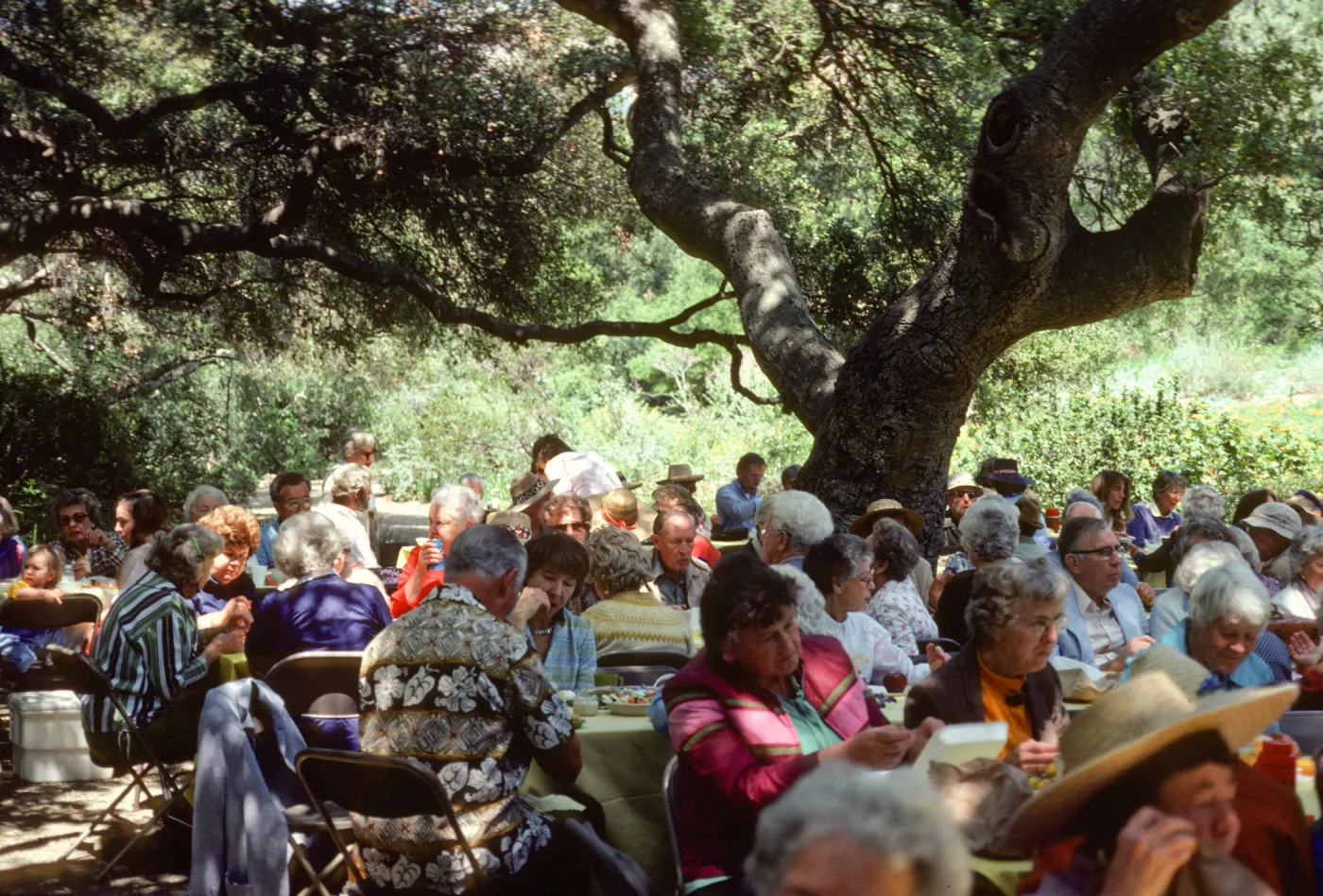 SBBG Members BBQ, 1983, under the oaks