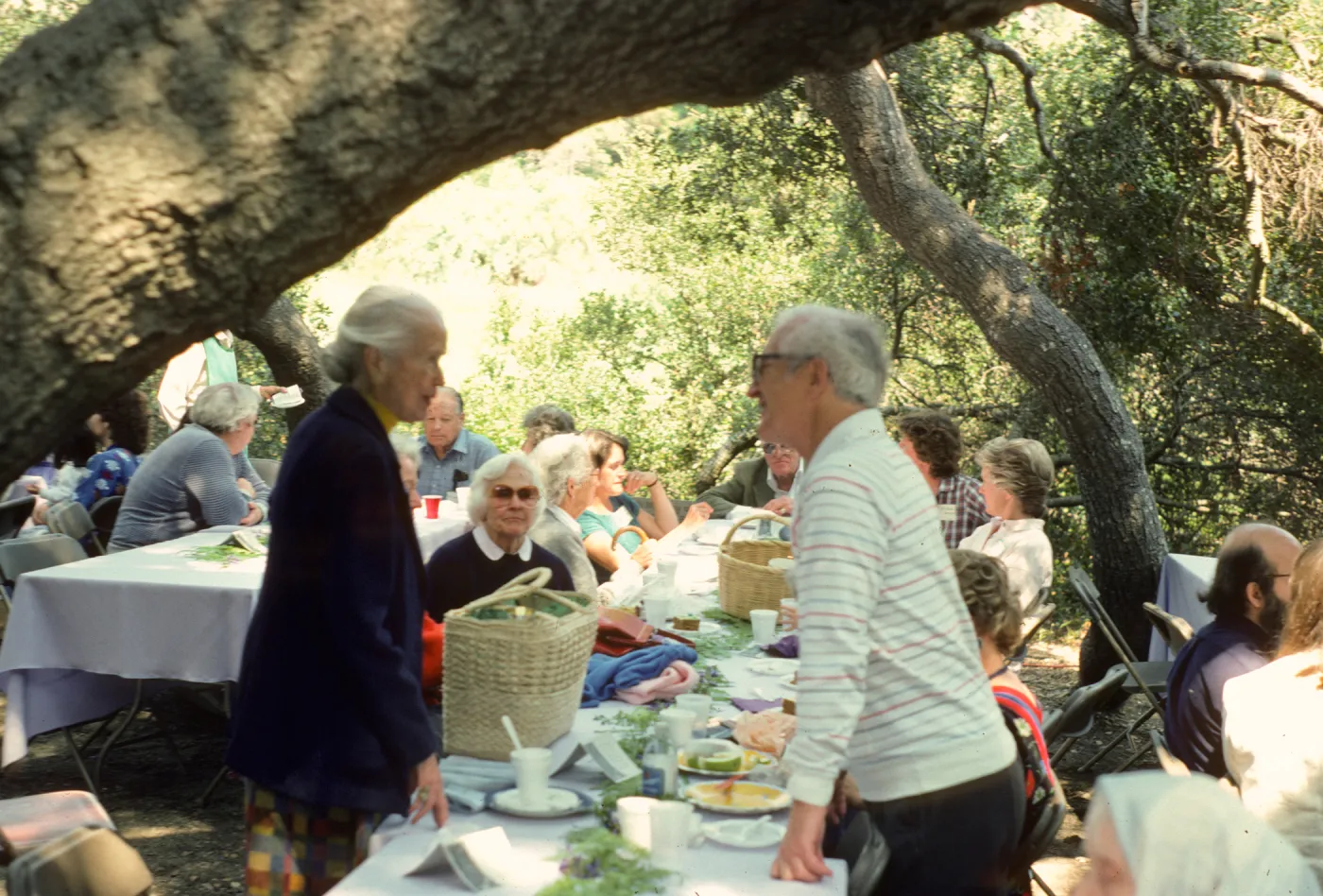 SBBG Members Day Picnic, 1986, under the oaks