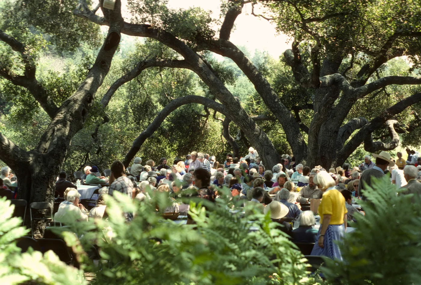 SBBG Members Day Picnic, 1986, under the oaks