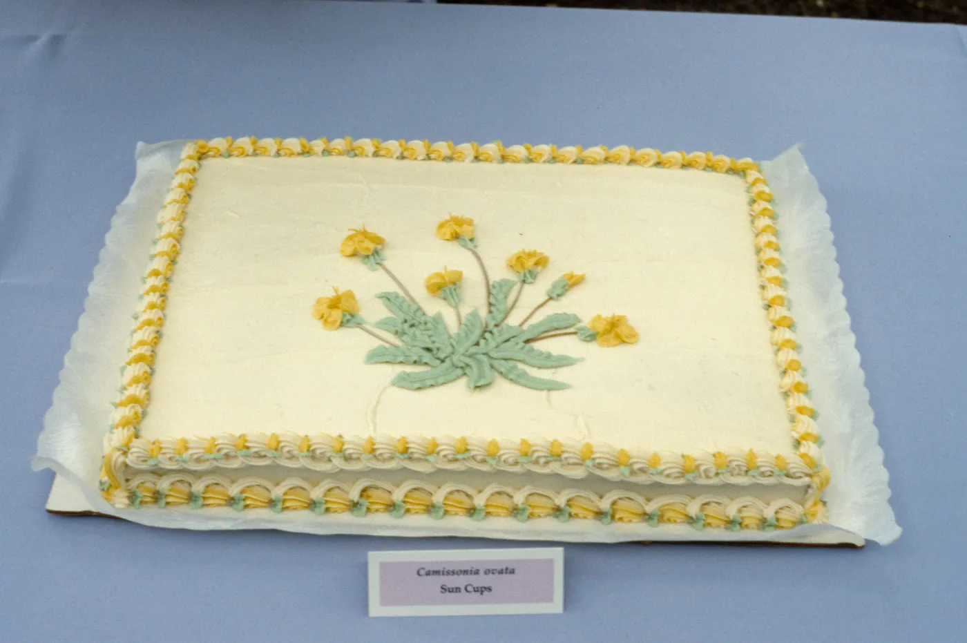 Camissonia cake, SBBG Members Day Picnic, 1988