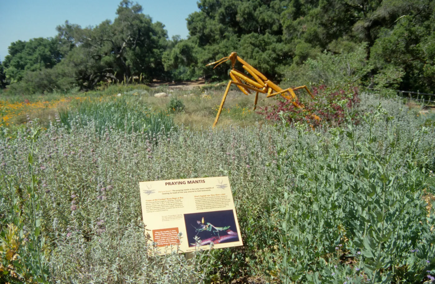 Big Bugs