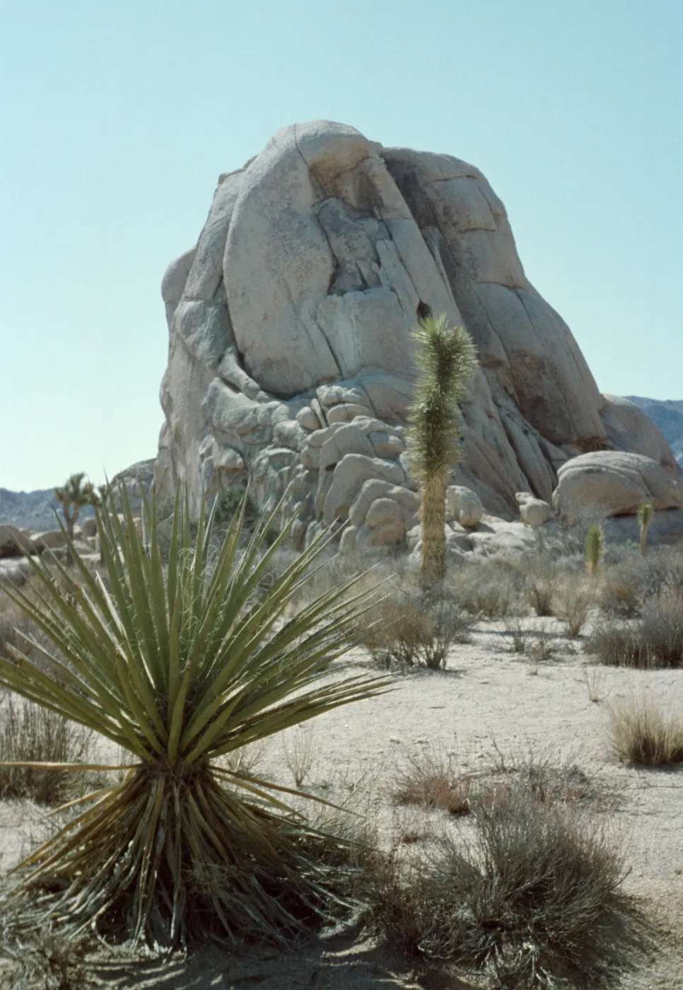 Upright rock, yucca, Joshua Tree National Monument