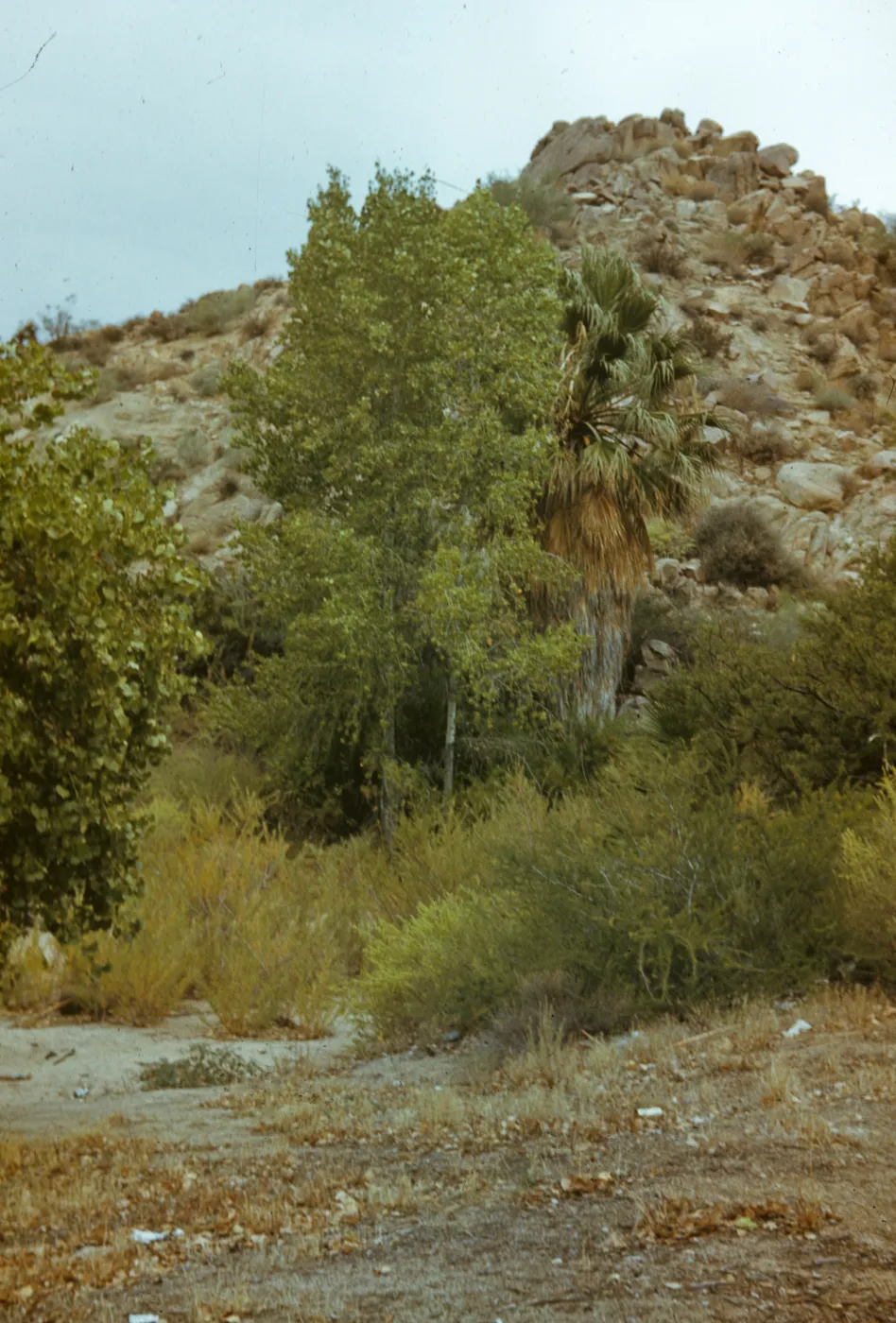 Cottonwood Springs, Joshua Tree National Monument