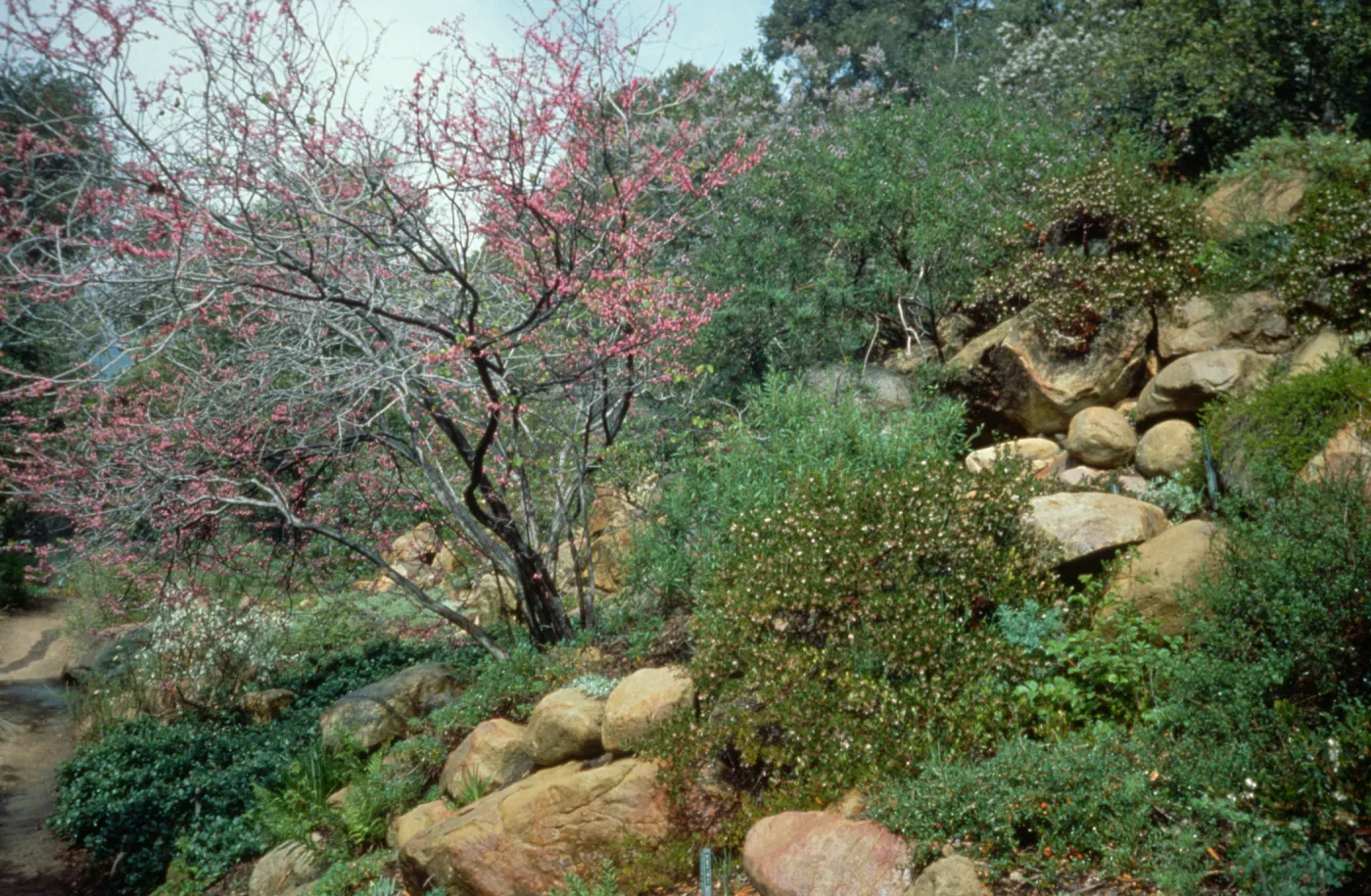 Campbell Trail