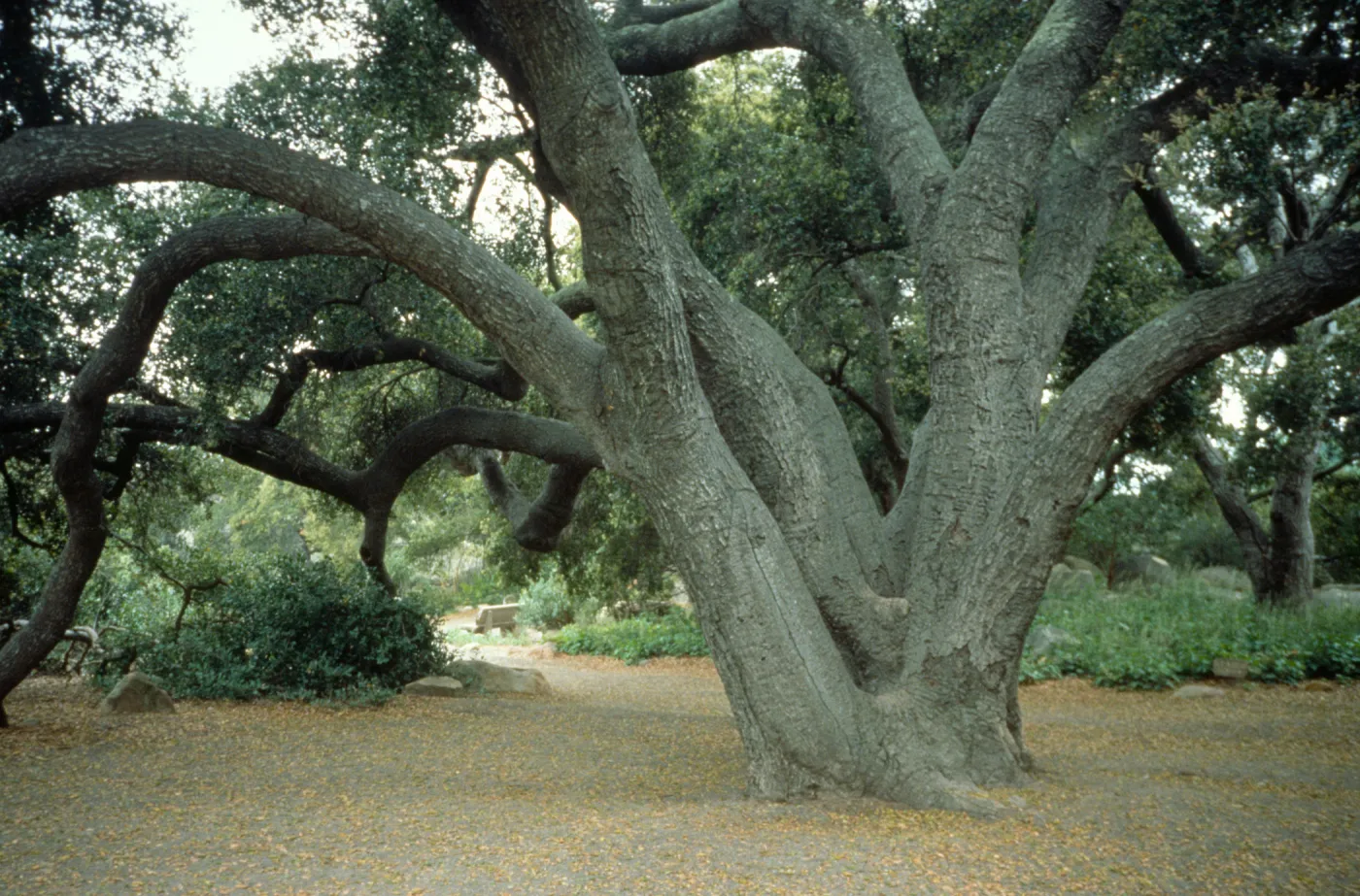 Meadow Oaks