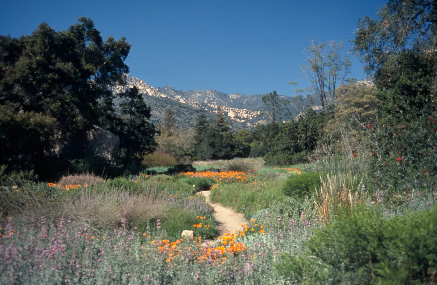 Meadow
