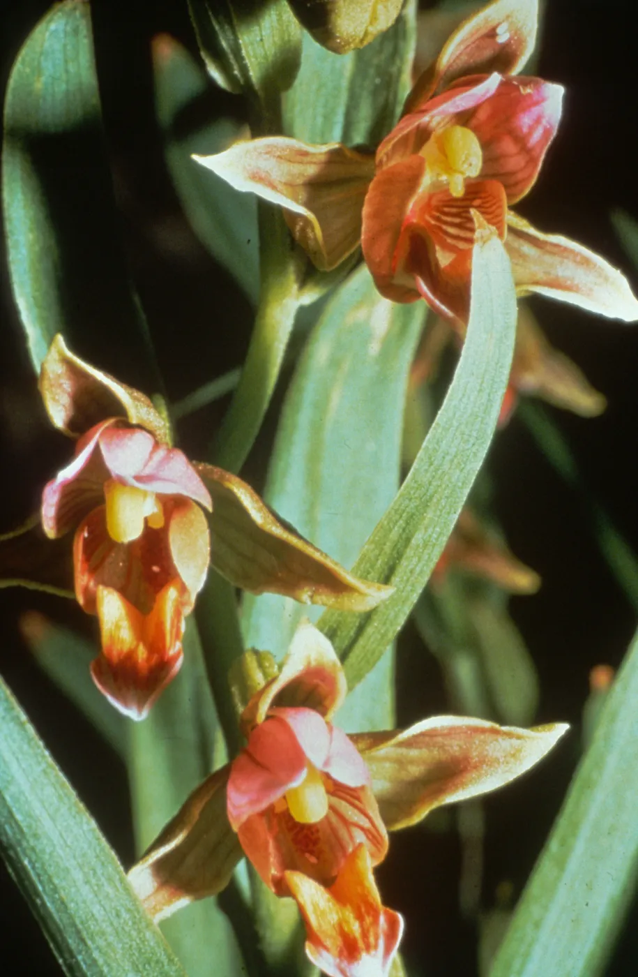 Epipactus gigantea