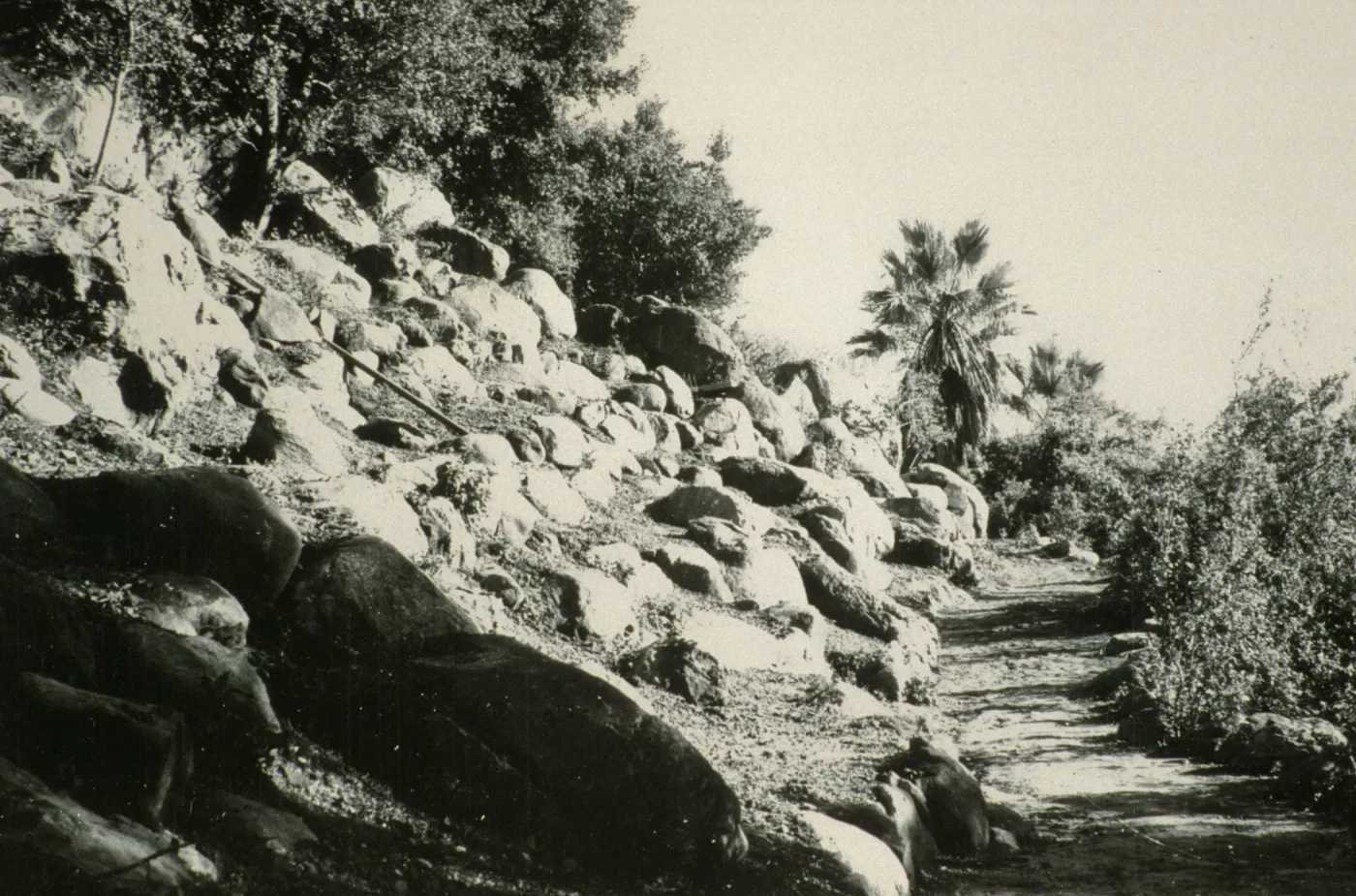 duplicate of SBBG_SL_05816, renovated Campbell Trail 1961