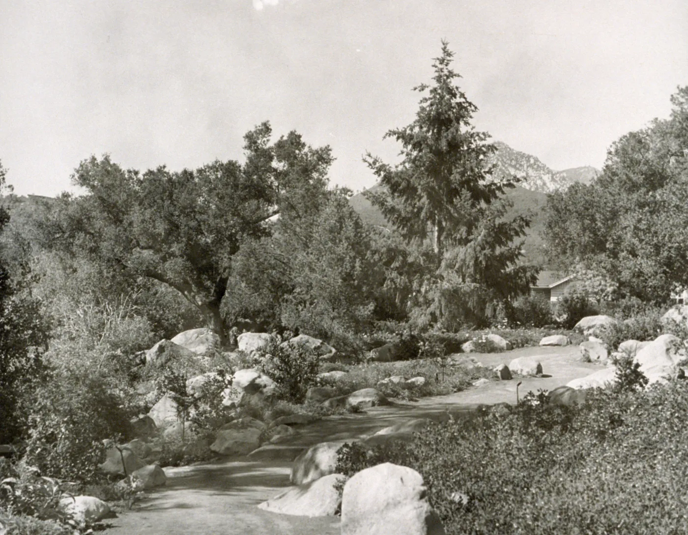 duplicate of SBBG_PR_00445, Manzanita Section