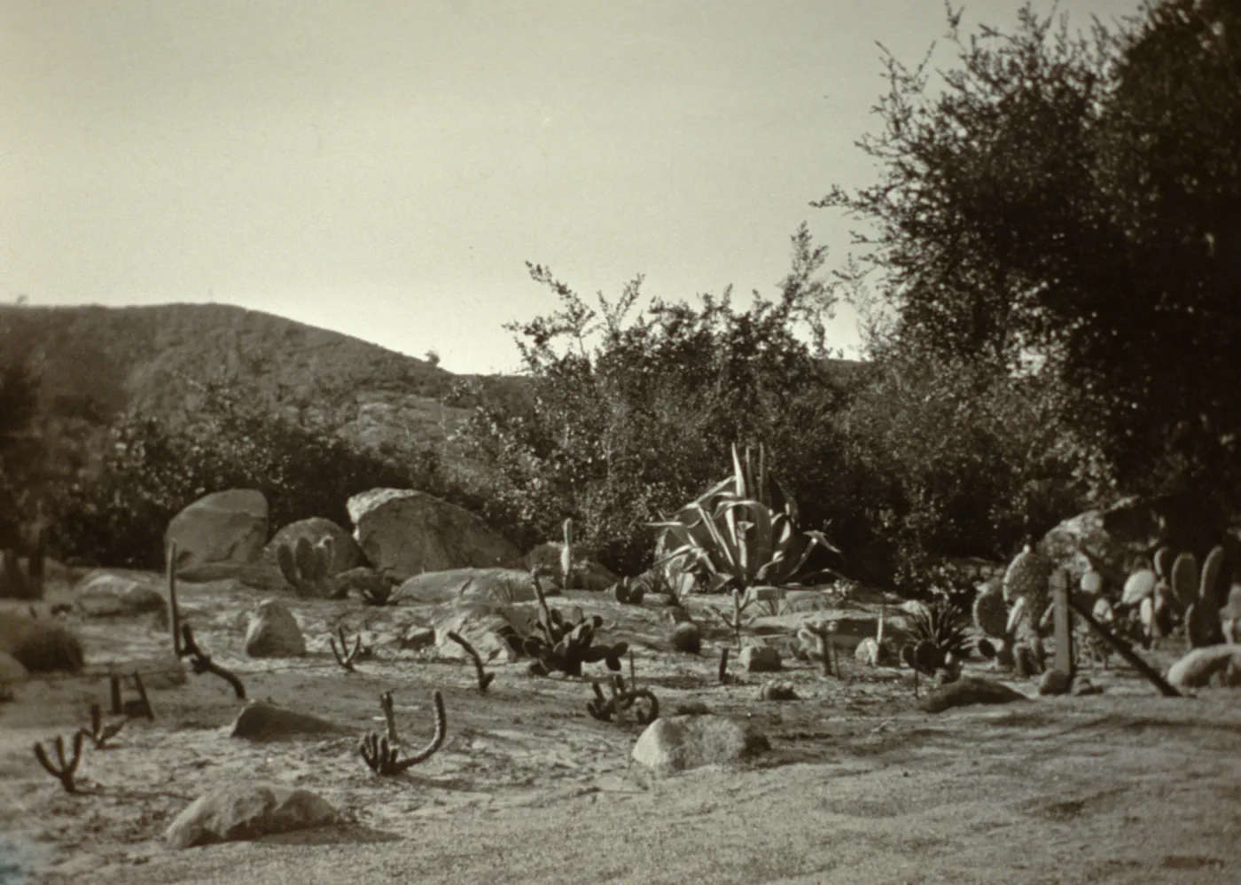 duplicate of SBBG_PR_02513, new planting in Desert Section, 1938