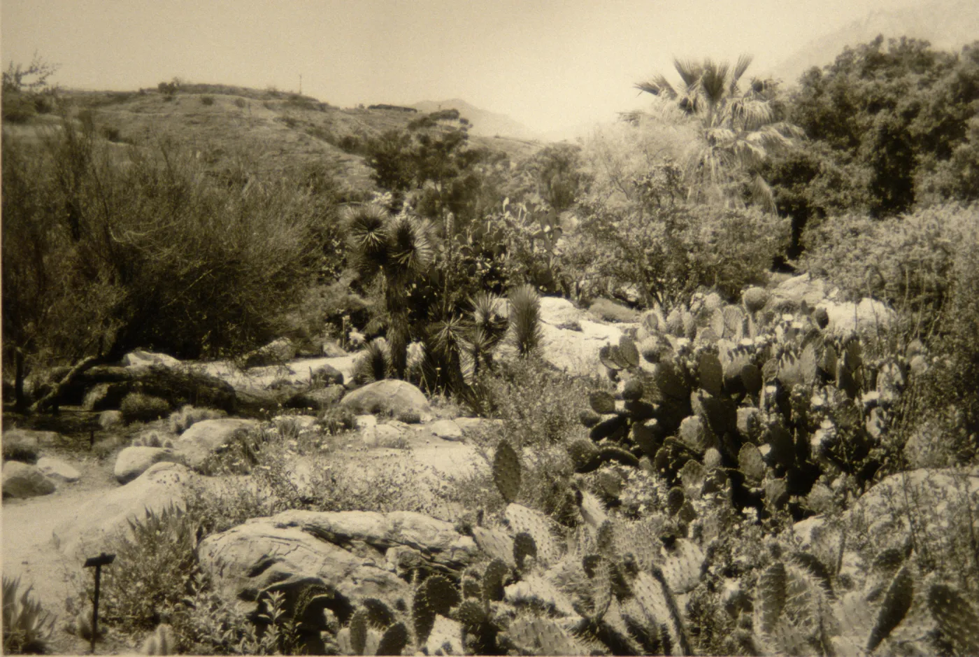 SBBG desert section