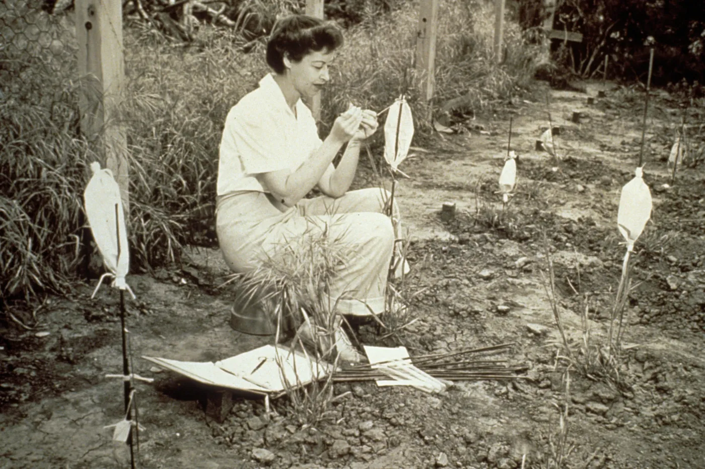 duplicate of PR_01172, Dr. Marta Walters, grass pollination study