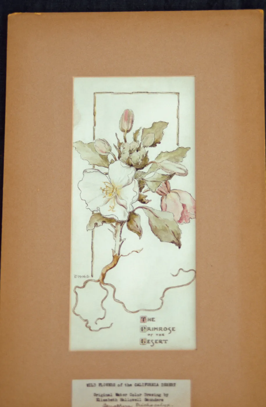 The Primrose of the Desert artwork, original watercolor drawing by Elizabeth Hallowell Saunders