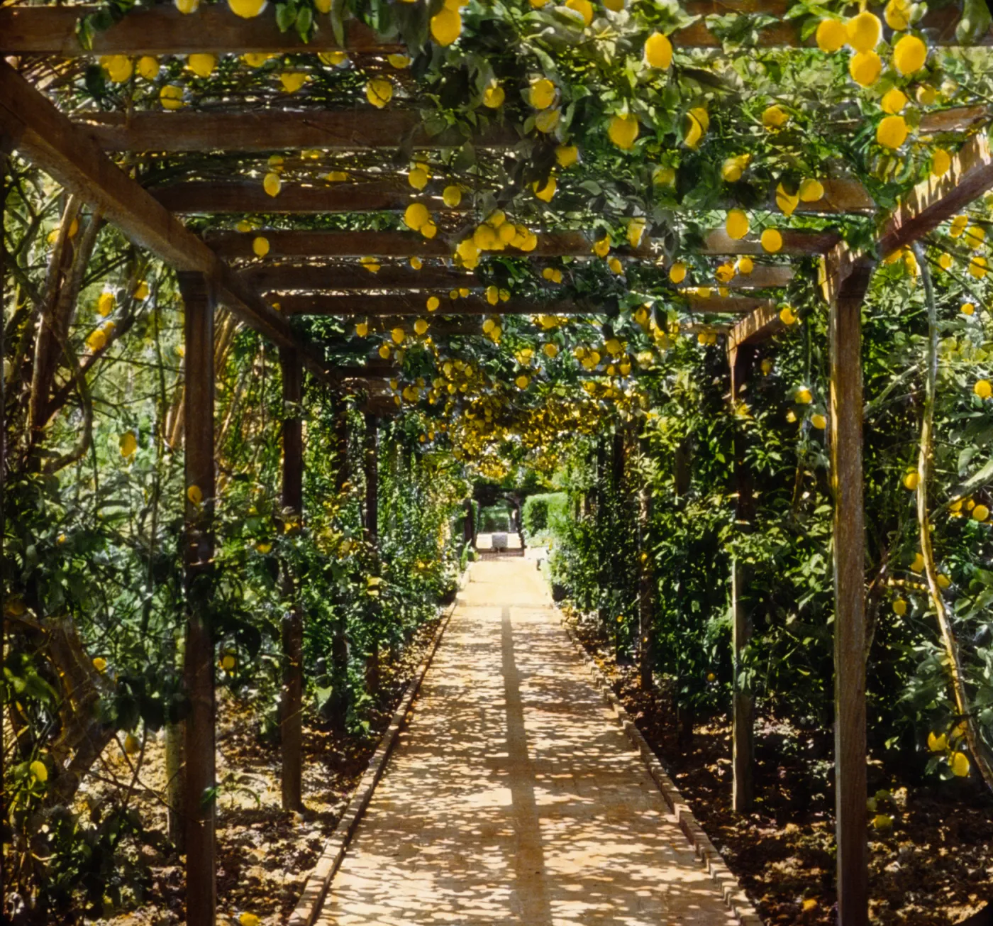 Santa Barbara Gardens of the Past - Lotusland