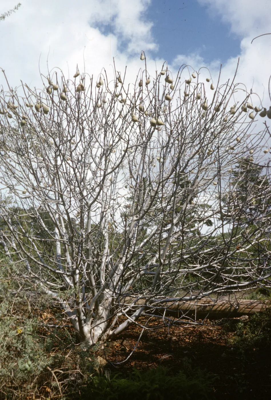 Aesculus californica
