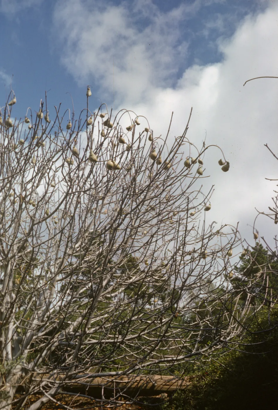 Aesculus californica