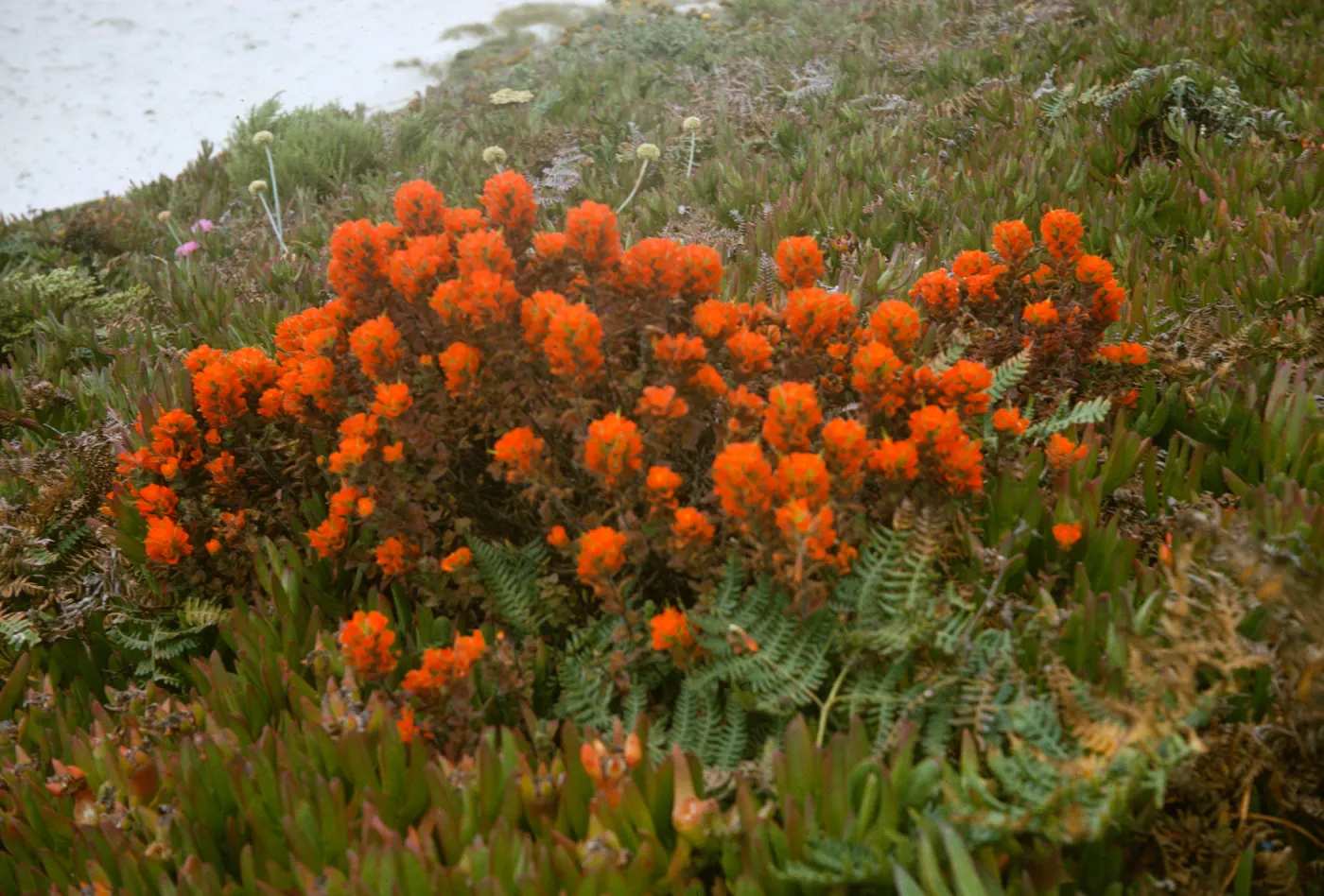 red Castilleja, Monterey Coast