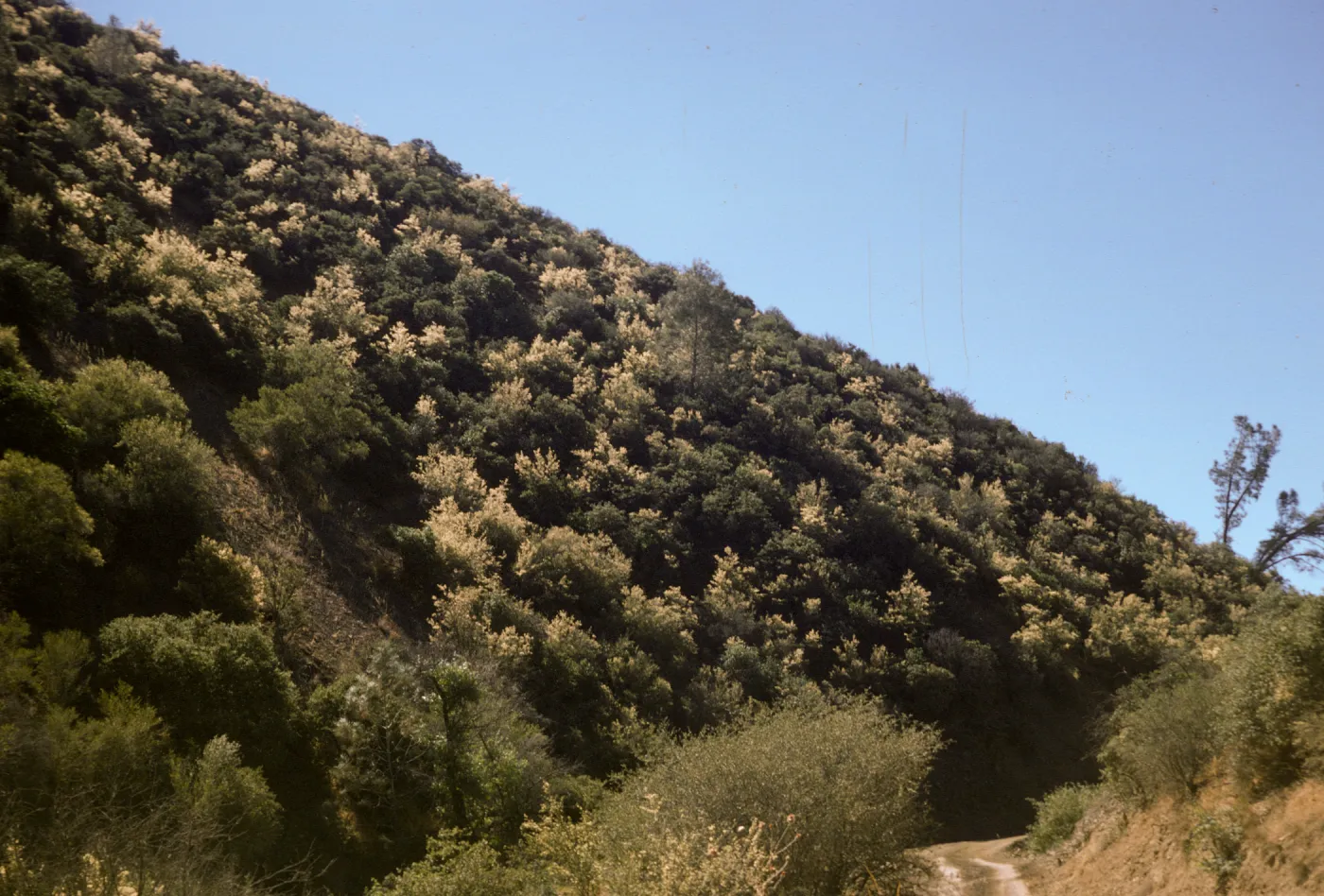 Cercocarpus betuloides in fruit
