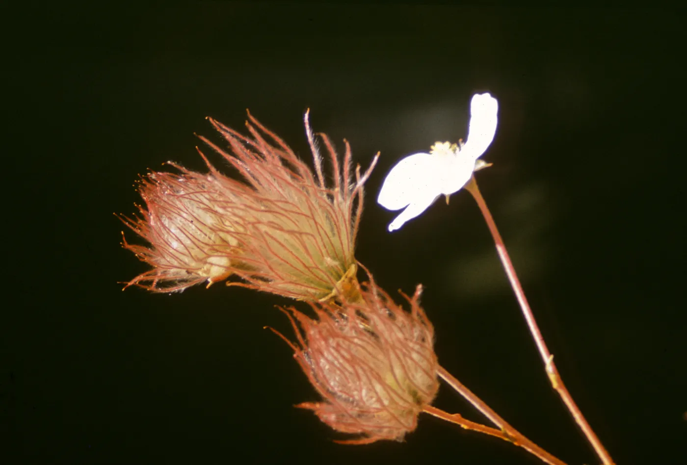 Fallugia paradoxa