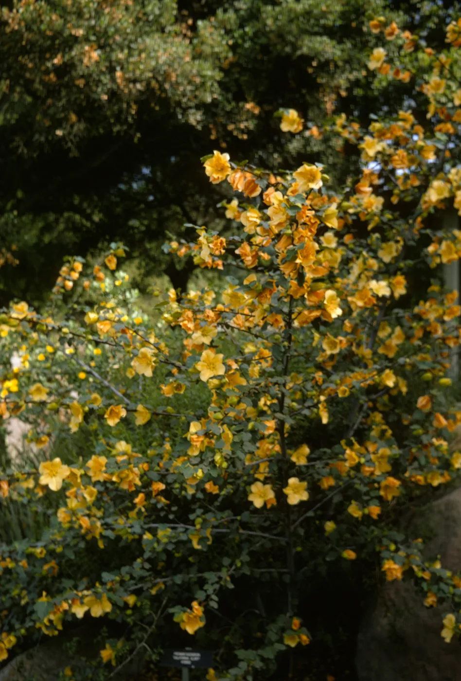 Fremontia 'California Glory' in flower