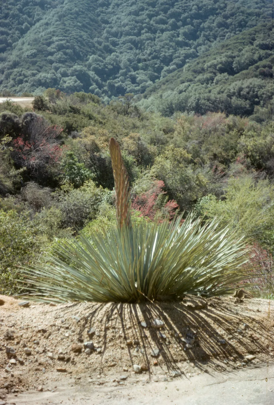 Yucca whipplei, Tulare County
