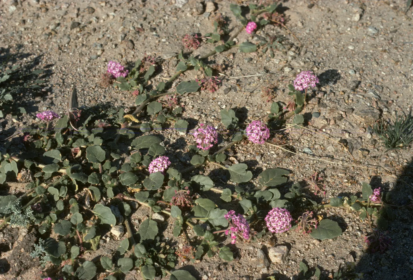Abronia