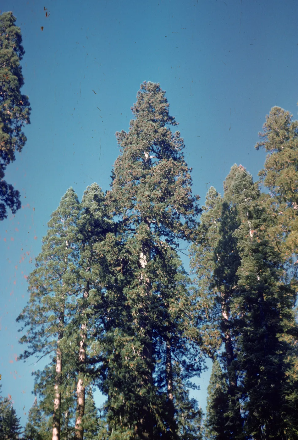 Big Tree Grant Group