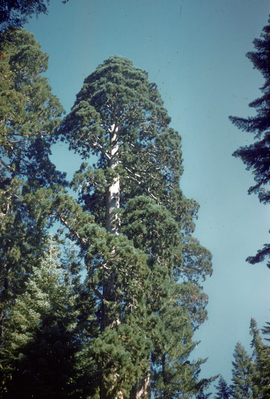 Giant sequoia