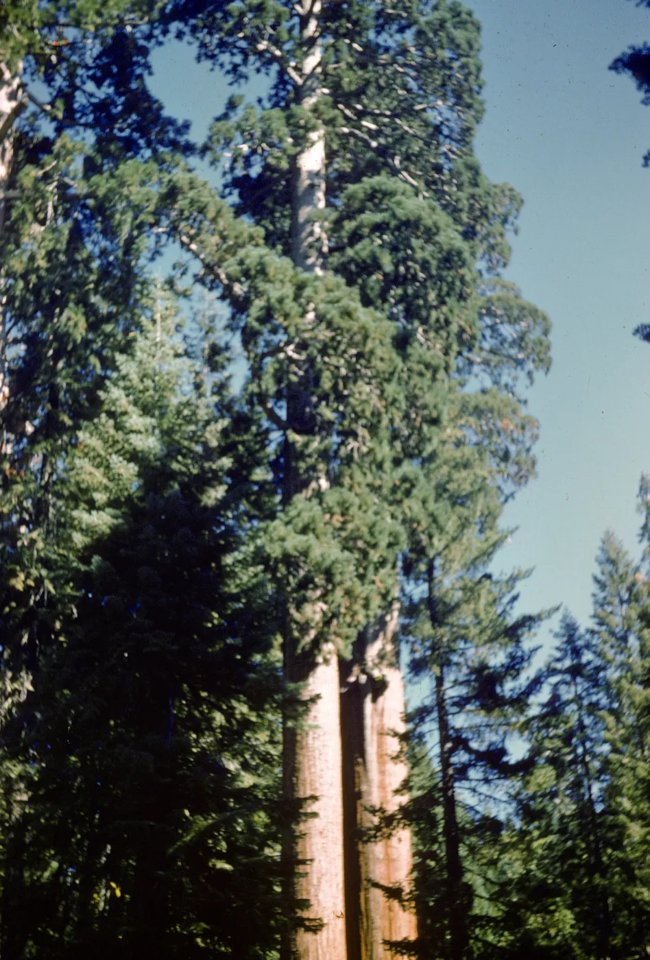 Giant sequoia