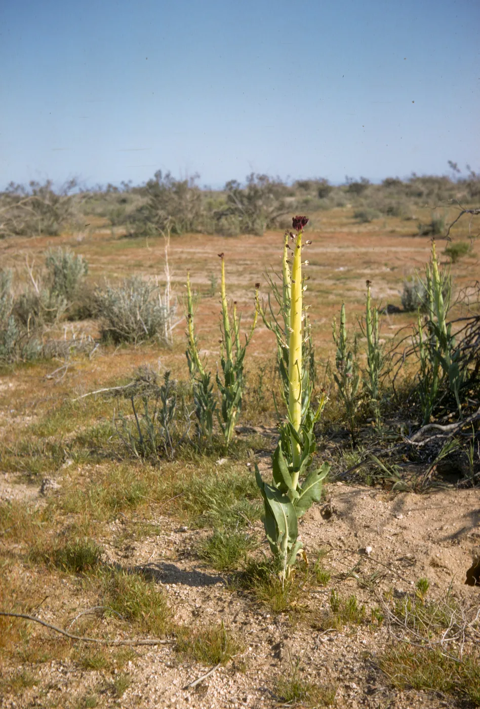 Caulanthus inflatus, Desert Candle near High Vista