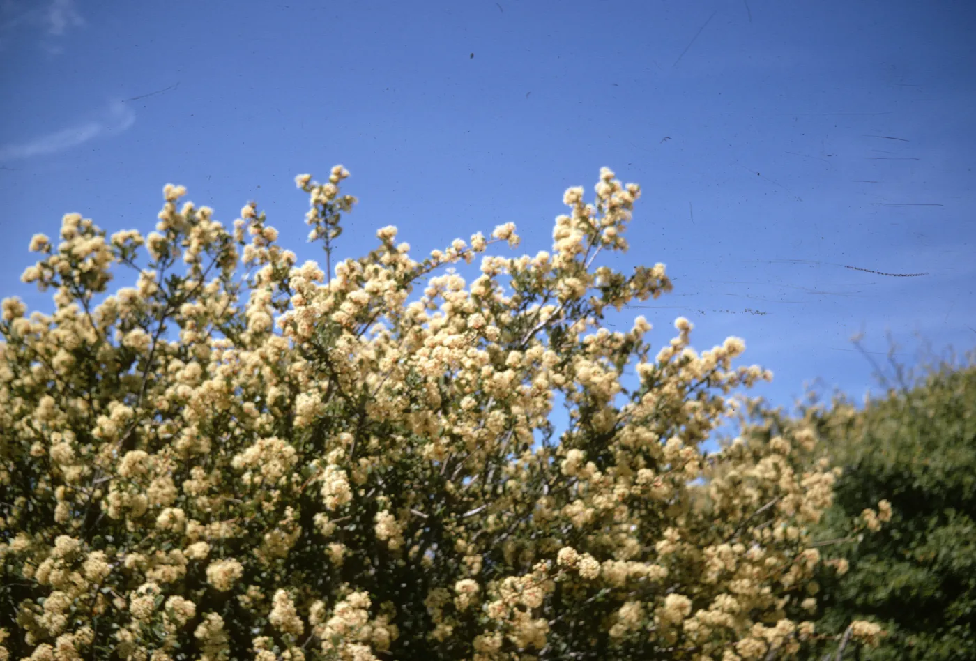 Ceanothus crassifolius, Sespe