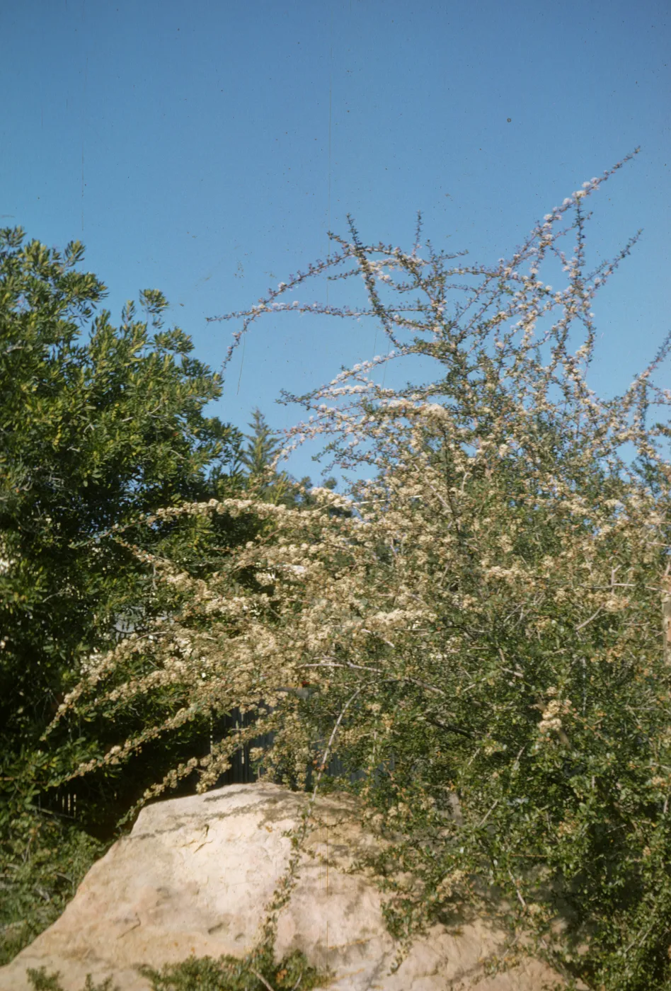 Ceanothus megacarpus var. pendula